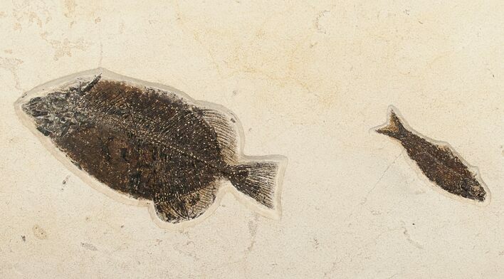 x Phareodus & Knightia Fossil Fish Plate (Free Shipping) #17994